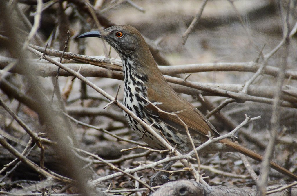 Thrasher, Long-billed, 2012-12303443 Santa Ana NWR, TX.JPG - Long-billed Thrasher. Santa Ana National Wildlife Refuge, TX, 12-30-2012